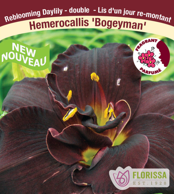 Daylily - Bogeyman, 1 Pack
