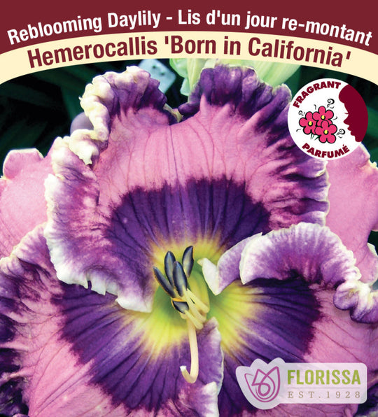 Daylily - Born in California, 1 Pack