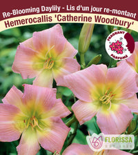 Daylily - Catherine Woodbury, 1 Pack