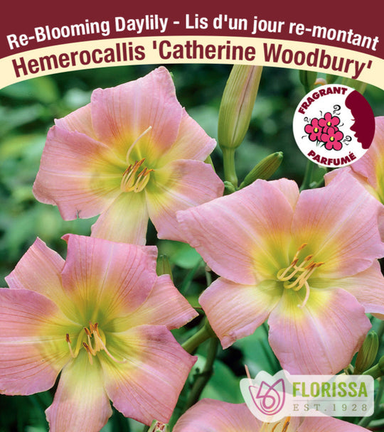 Daylily - Catherine Woodbury, 1 Pack