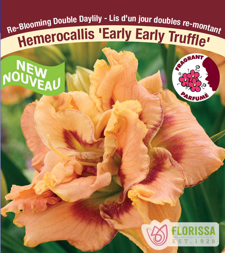 Daylily - Early Early Truffle, 1 Pack