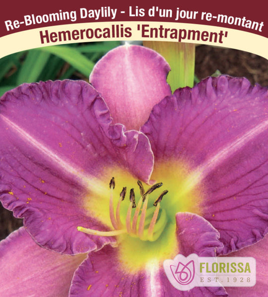 Daylily - Entrapment, 1 Pack