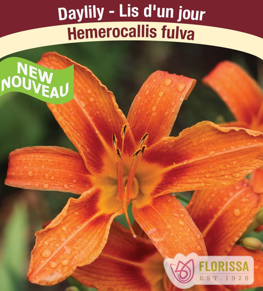 Hemerocallis fulva - Orange Daylily