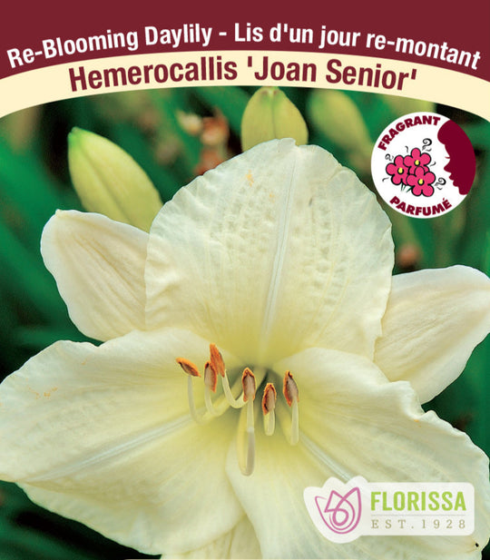 Daylily - Joan Senior, 1 Pack