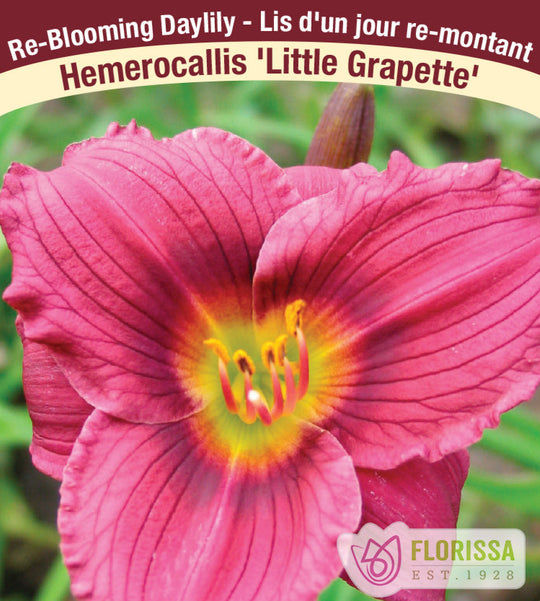 Daylily - Little Grapette, 1 Pack