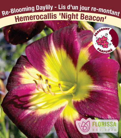Daylily - Night Beacon, 1 Pack