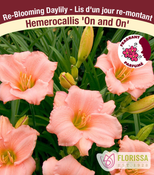 Daylily - On and On, 1 Pack