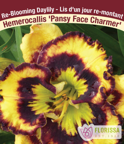 Daylily - Pansy Face Charmer, 1 Pack