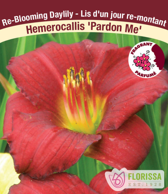 Daylily - Pardon Me, 1 Pack