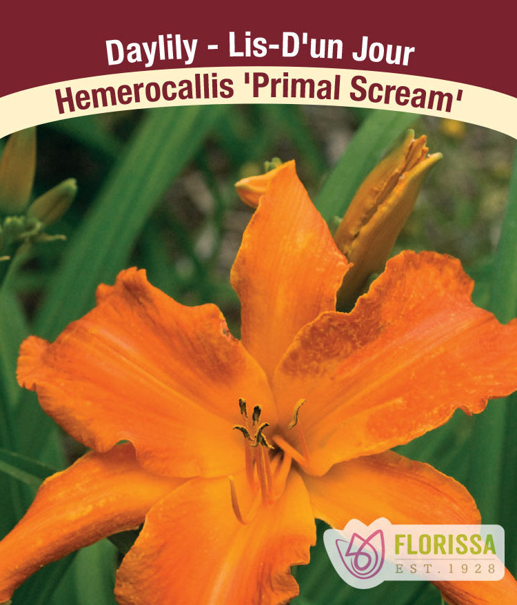Daylily - Primal Scream, 1 Pack