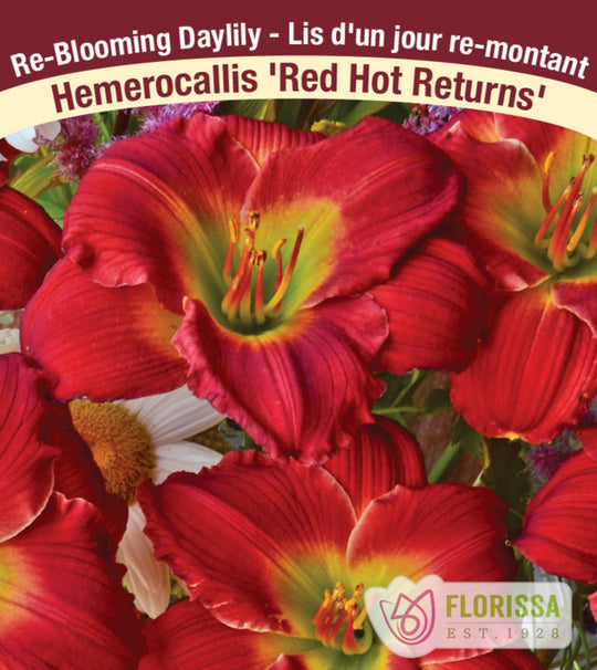 Daylily - Red Hot Returns, 1 Pack