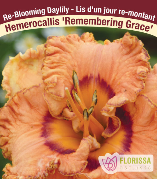 Daylily - Remembering Grace, 1 Pack