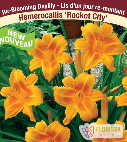 Daylily - Rocket City, 1 Pack