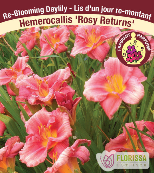 Daylily - Rosy Returns, 1 Pack