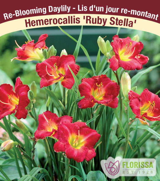 Daylily - Ruby Stella, 1 Pack