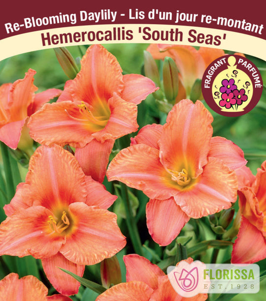 Daylily - South Seas, 1 Pack