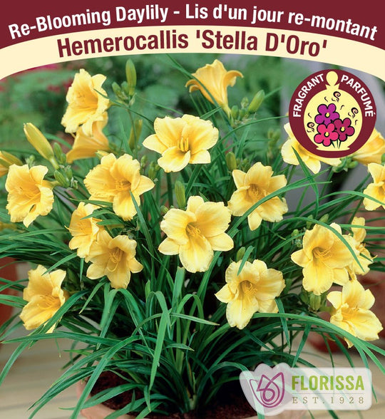 Hemerocallis - Stella D'Oro