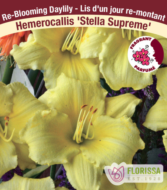 Daylily - Stella Supreme, 1 Pack