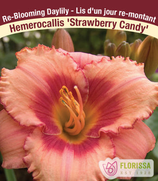 Daylily - Strawberry Candy, 1 Pack