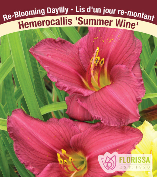Daylily - Summer Wine, 1 Pack