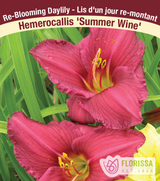 Daylily - Summer Wine, 1 Pack