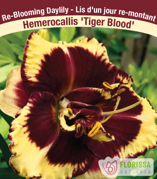 Daylily - Tiger Blood, 1 Pack