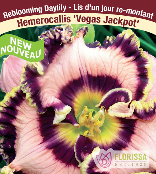 Daylily - Vegas Jackpot, 1 Pack