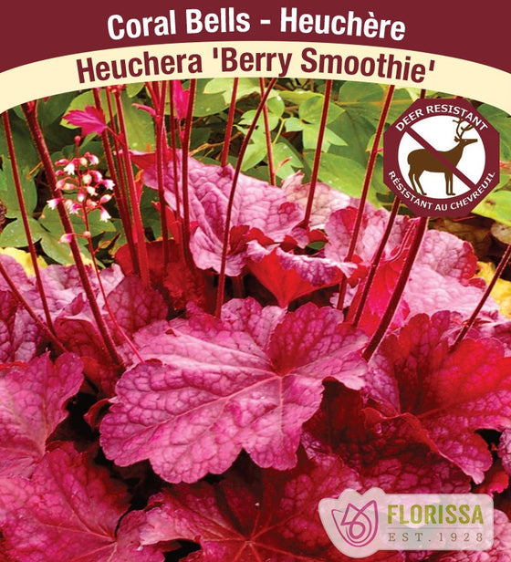 Heuchera - Berry Smoothie, 1 Pack