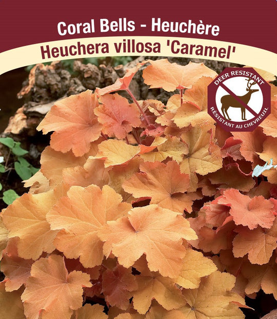 Heuchera - Caramel, 1 Pack