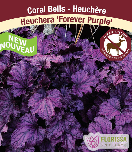 Heuchera - Forever Purple, 1 Pack