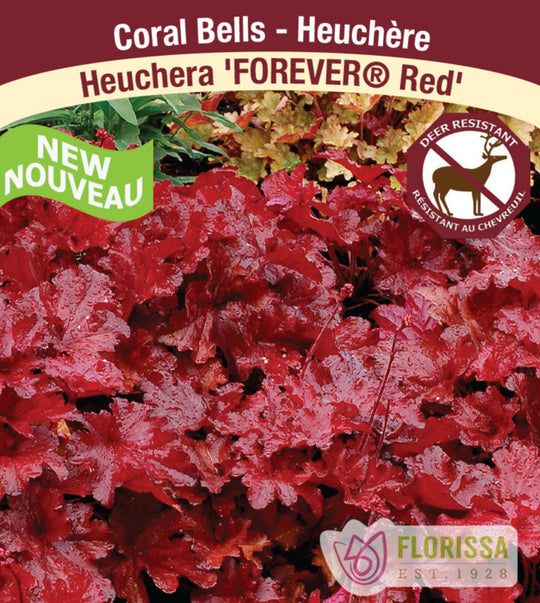 Heuchera - Forever Red, 1 Pack