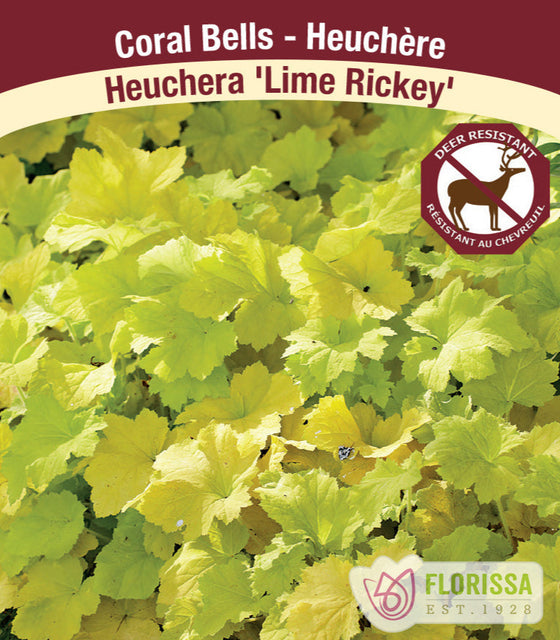 Heuchera - Lime Rickey, 1 Pack