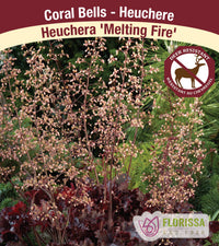 Heuchera - Melting Fire, 1 Pack