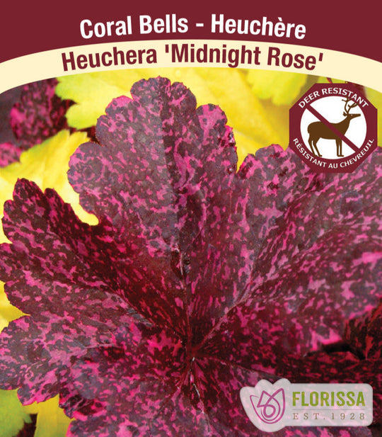 Heuchera - Midnight Rose, 1 Pack