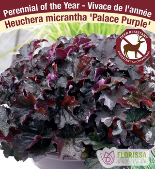 Heuchera - Palace Purple, 1 Pack