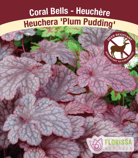 Heuchera - Plum Pudding, 1 Pack