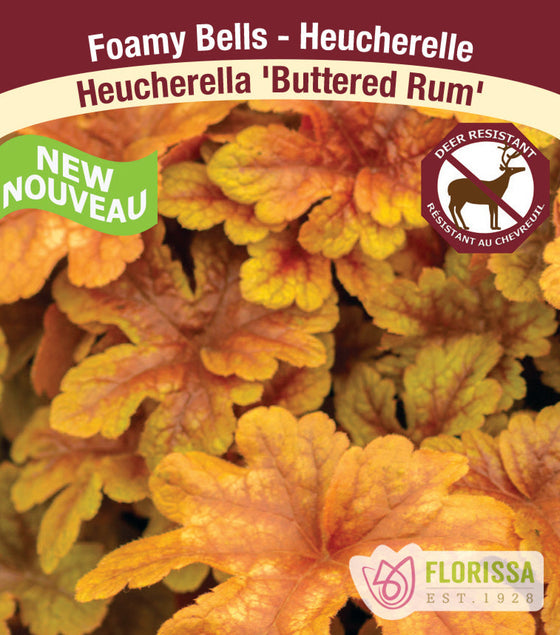 Heucherella - Buttered Rum, 1 Pack