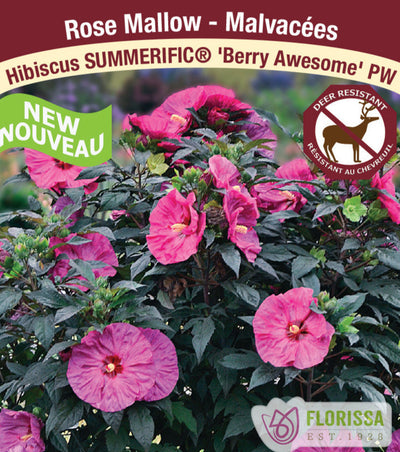 Hibiscus - Summerific® Berry Awesome, 1 Pack