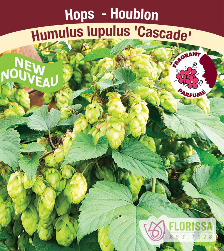 Humulus lupulus - Cascade (Common Hop), 1 Pack