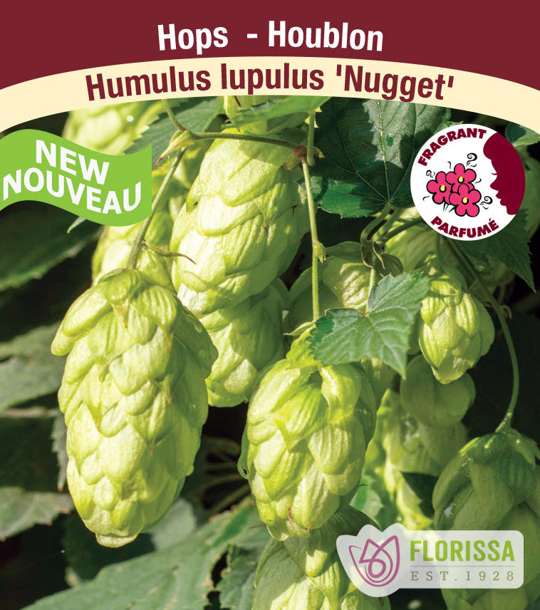 Humulus lupulus - Nugget (Common Hops), 1 Pack