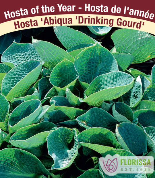 Hosta - Abiqua Drinking Gourd, 1 Pack
