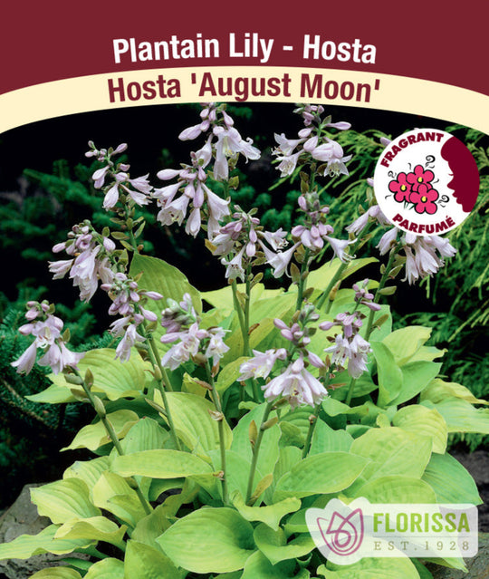 Hosta - August Moon, 1 Pack