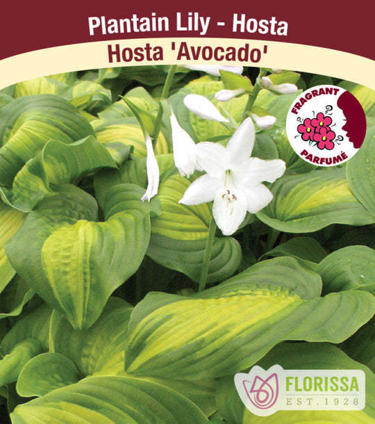 Hosta - Avocado, 1 Pack