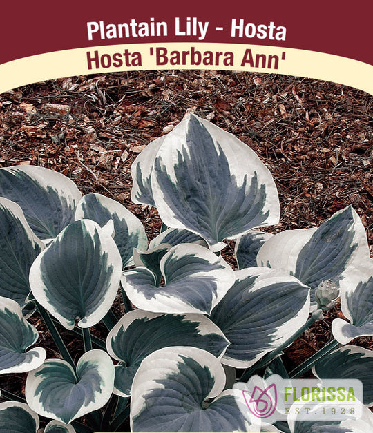 Hosta - Barbara Ann, 1 Pack