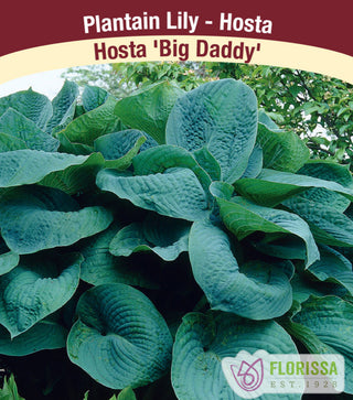 Hosta - Big Daddy, 1 Pack