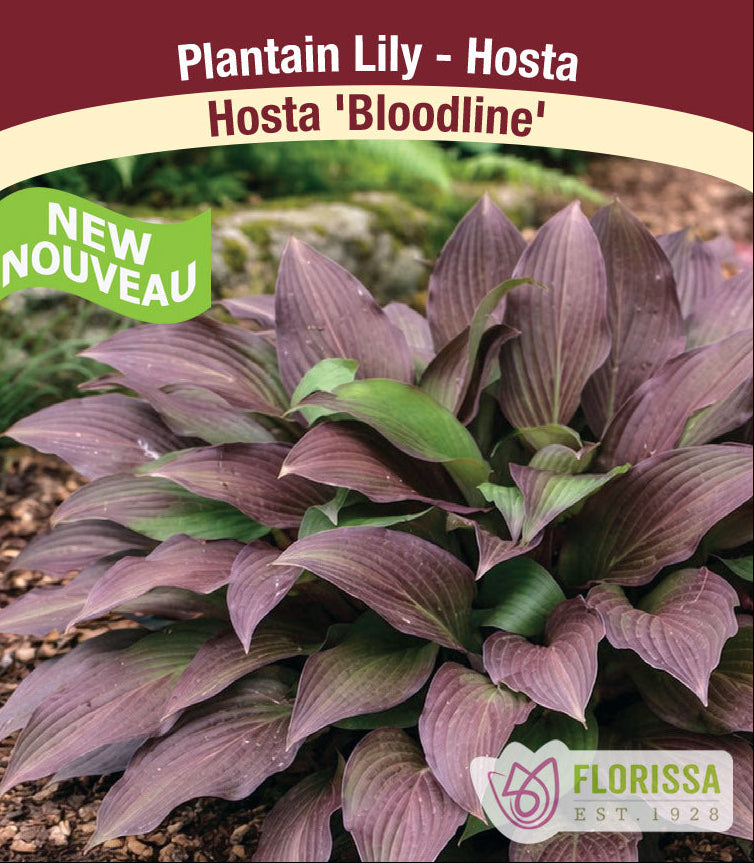 Hosta - Bloodline, 1 Pack