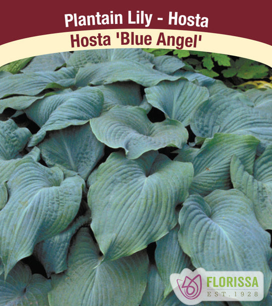 Hosta - Blue Angel, 1 Pack