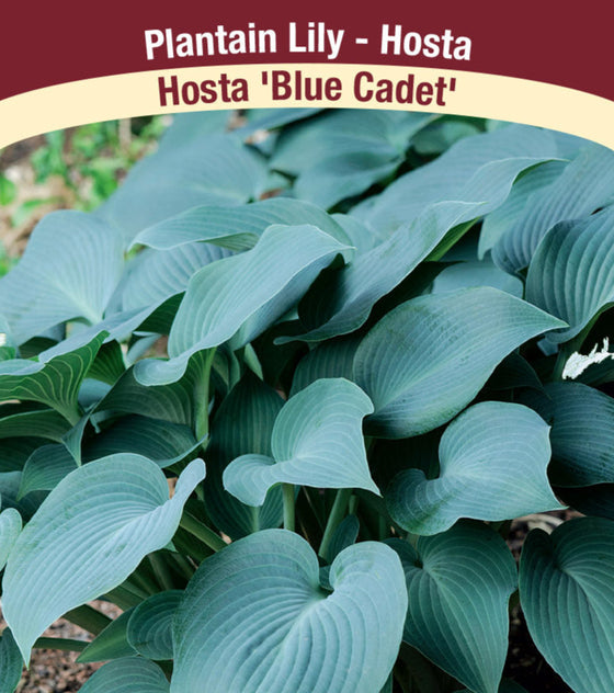 Hosta - Blue Cadet, 1 Pack
