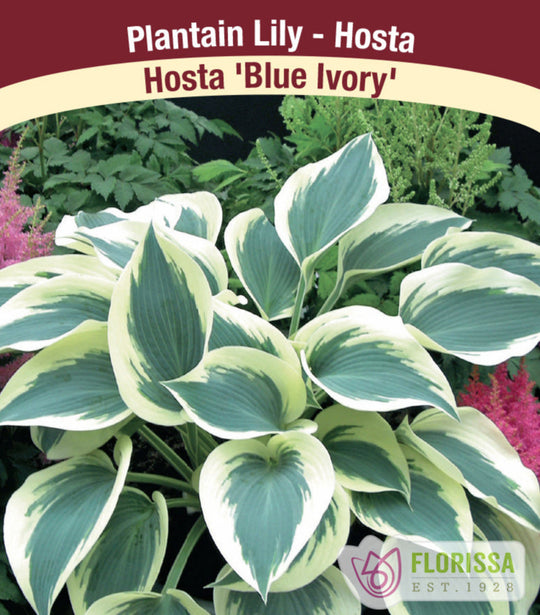 Hosta - Blue Ivory, 1 Pack
