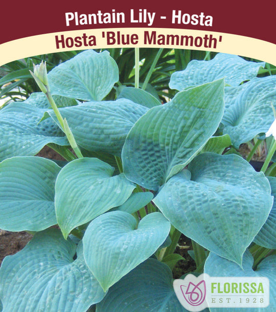 Hosta - Blue Mammoth, 1 Pack